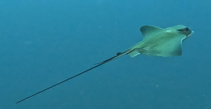 Ray