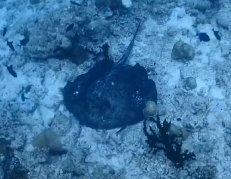Ray