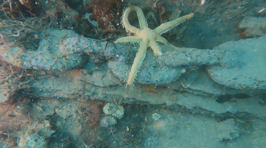 Starfish