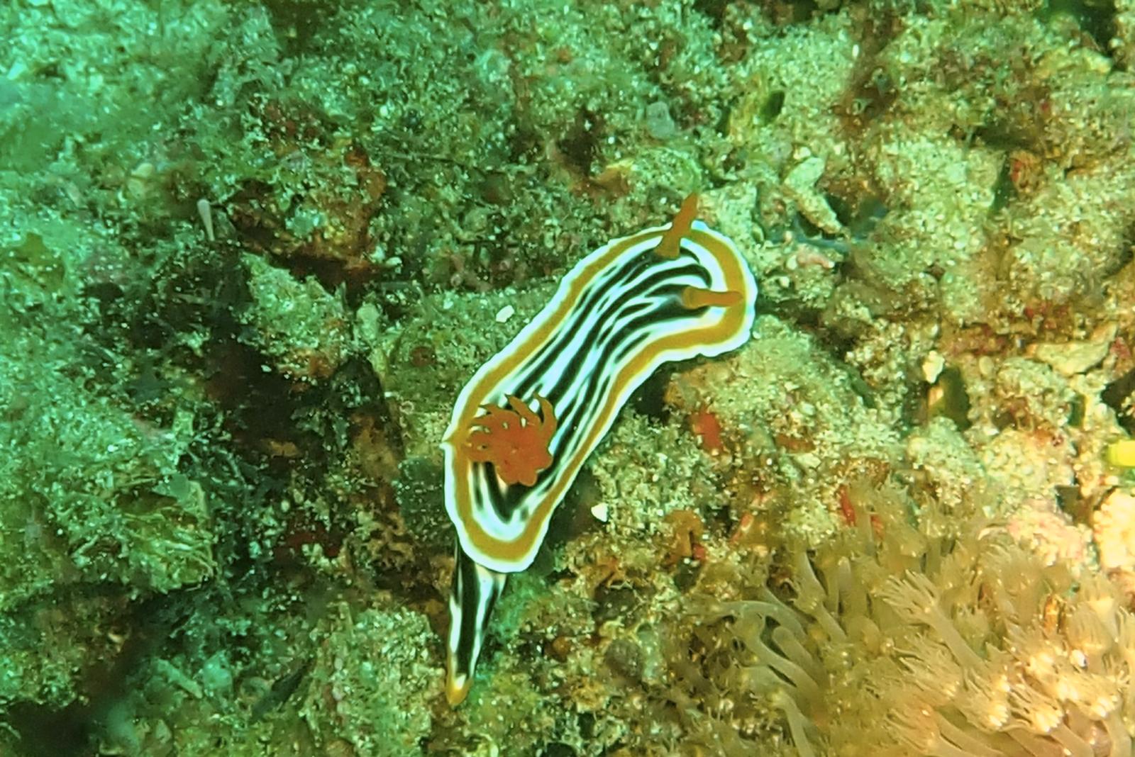 Nudibranch