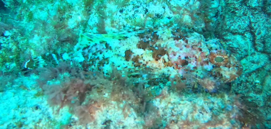 Stonefish