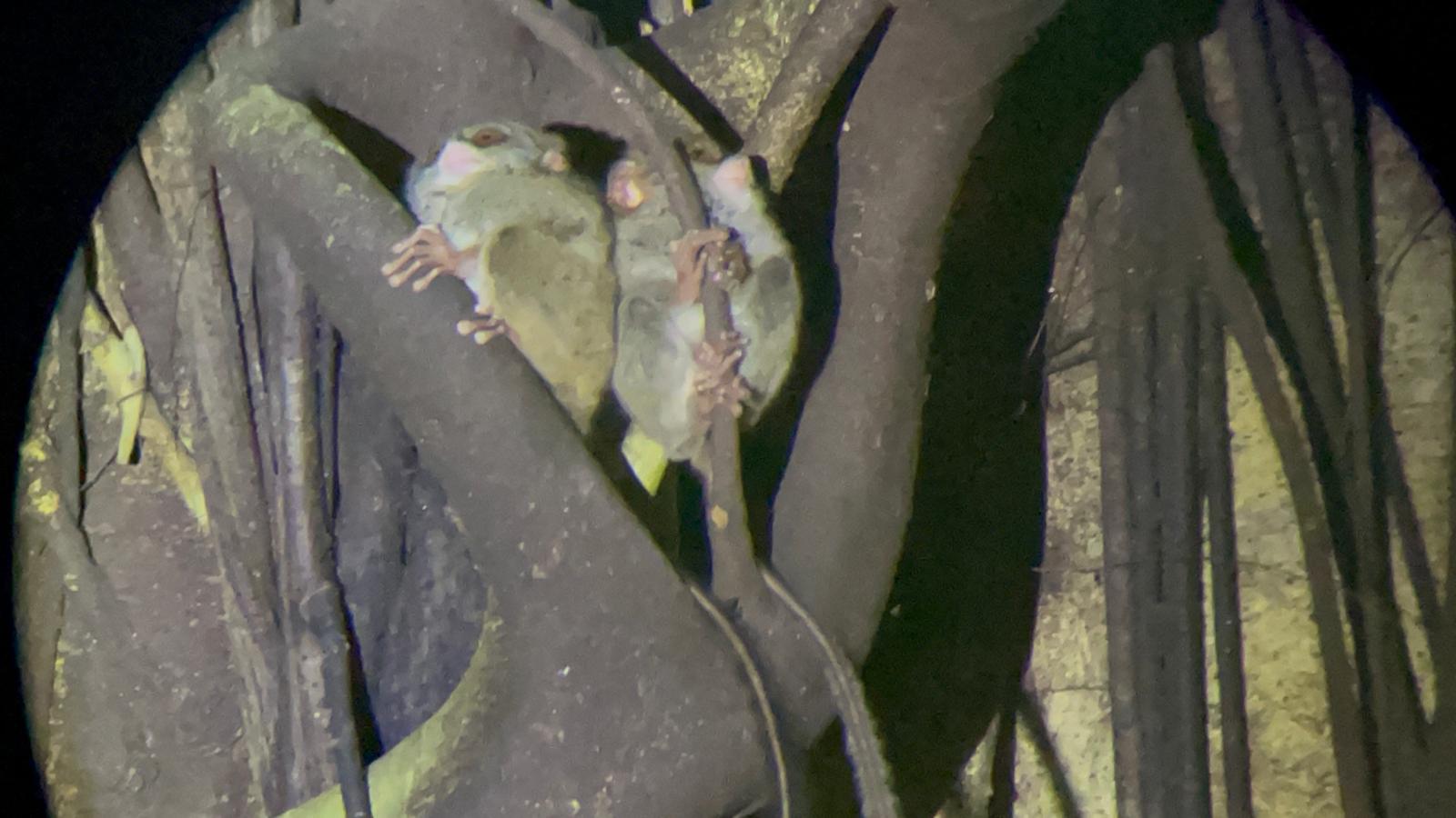 Tarsier