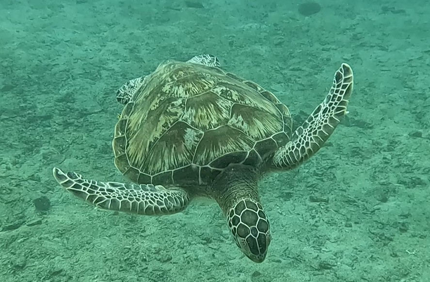 Turtle