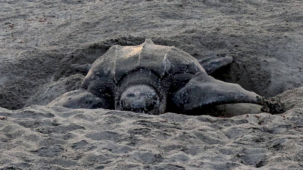 A leatherback sea turtle nesting at Jupiter Dog Beach