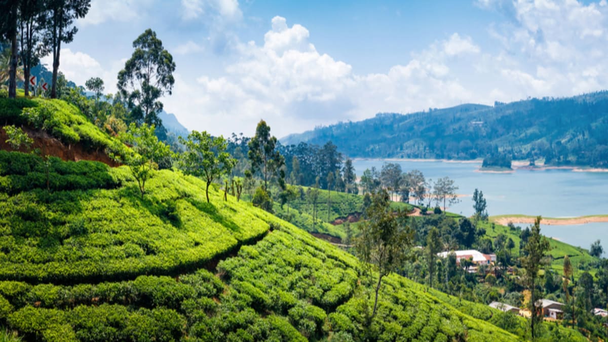 Pakej Percutian ke Nuwara Eliya Bersama Tripfez