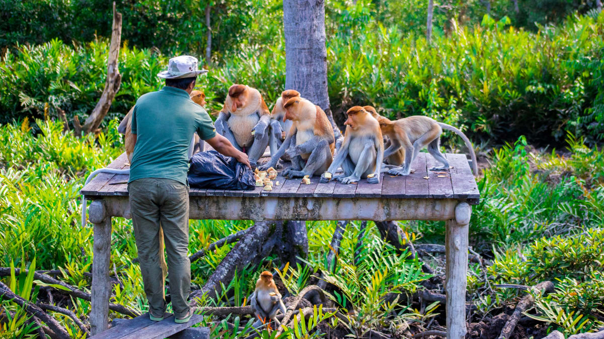 Orang Utan Tour in Sepilok With Tripfez