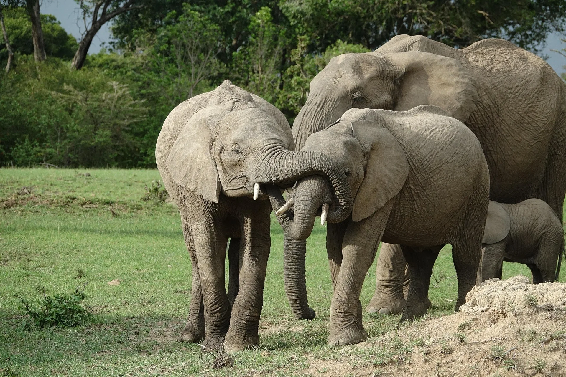 Experience breathtaking wildlife safaris across Kenya