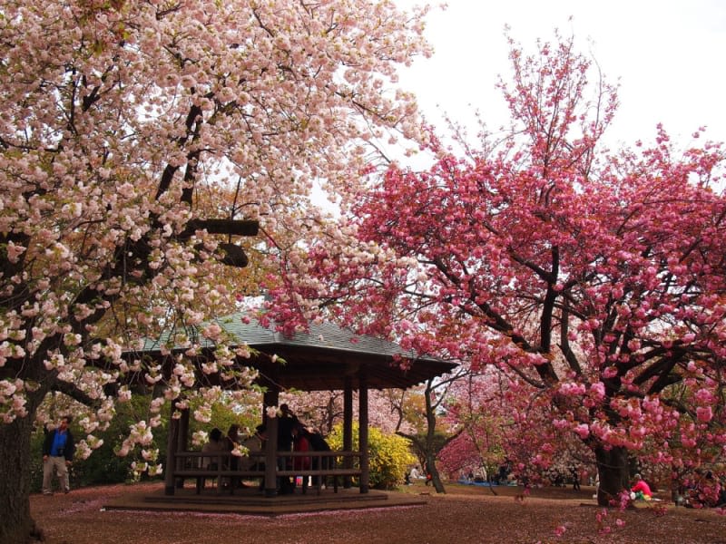 Shinjuku gyoen hanami