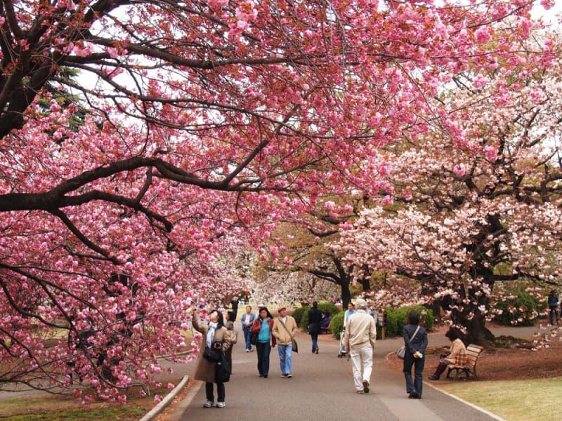 Shinjuku gyoen hanami