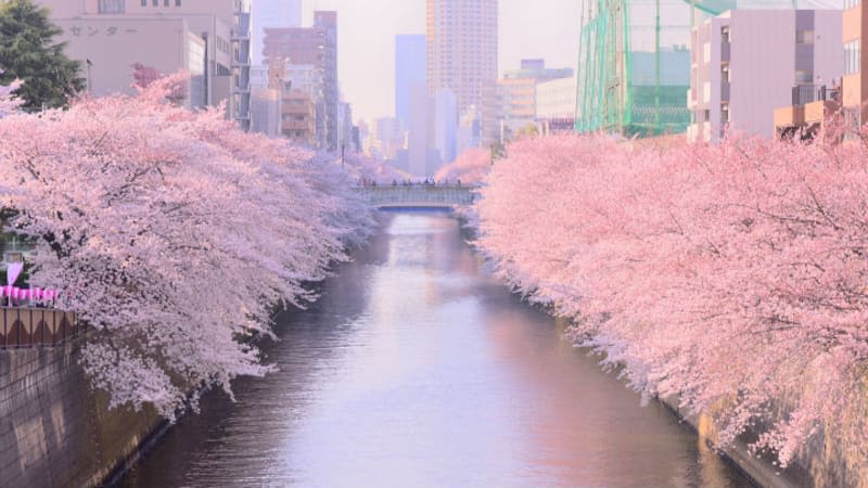 Meguro Sakura