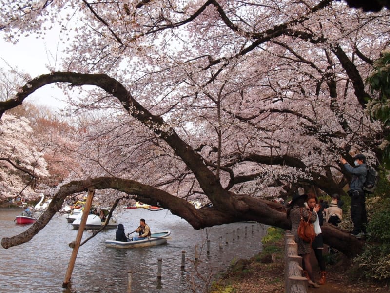 Inokashira Park Sakura