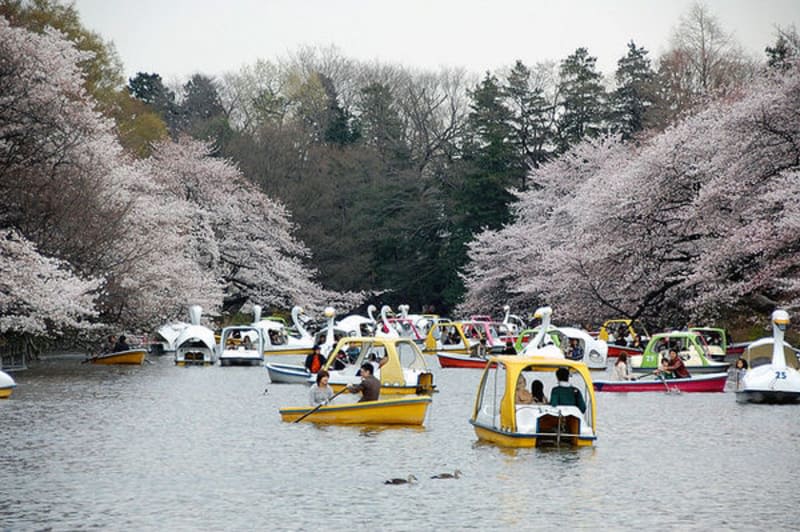 inokashira-park-pond