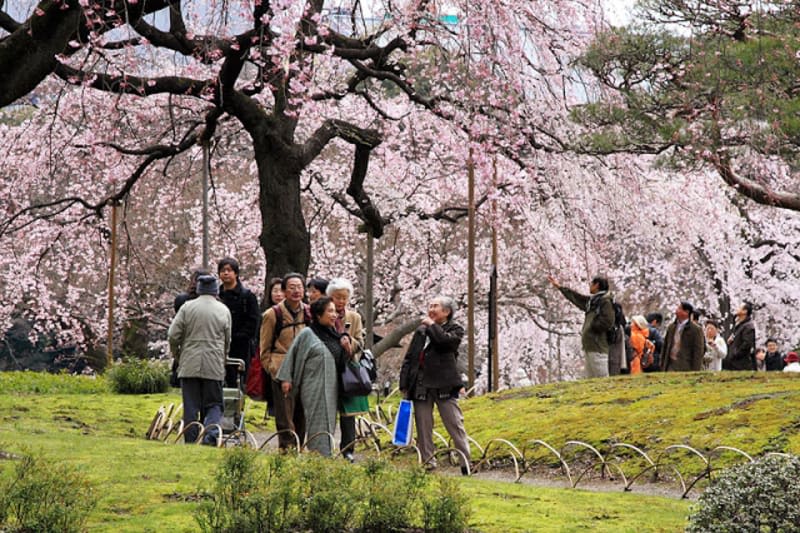 Sakura koishikawa