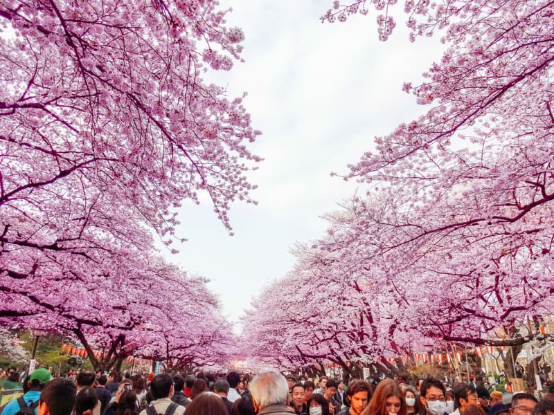 Ueno Park Sakura