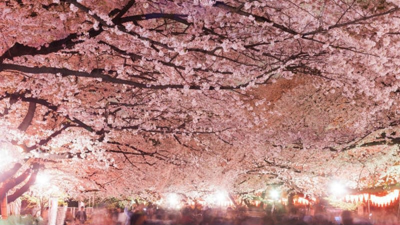 Ueno Park Sakura