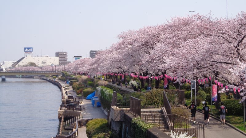 sumida park sakura