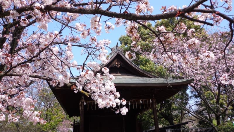 Sumida Park Sakura