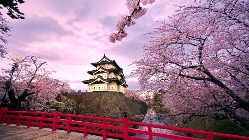 sakura in hirosaki castle