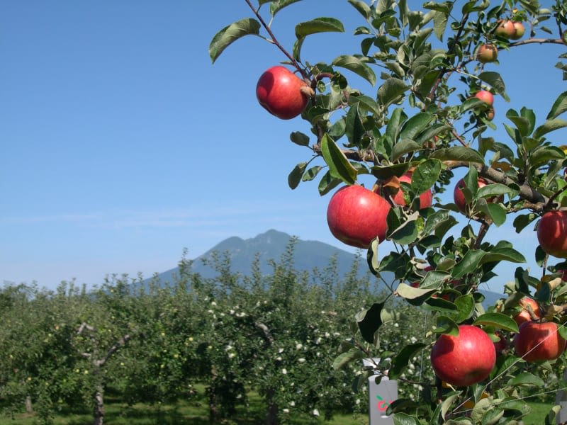 Hirosaki apple park