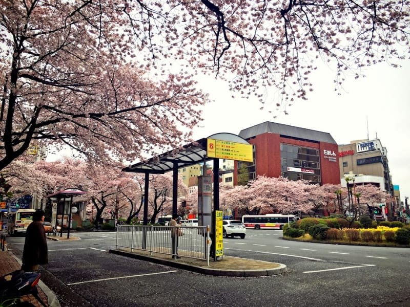 spring in tokyo