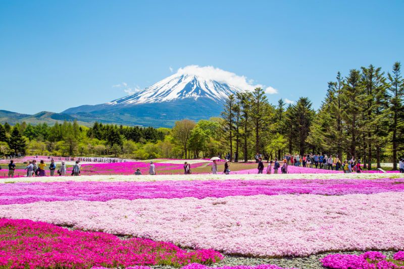 Fuji Shibazakura