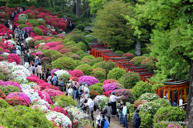 Bunkyo Azalea Festival Nezu