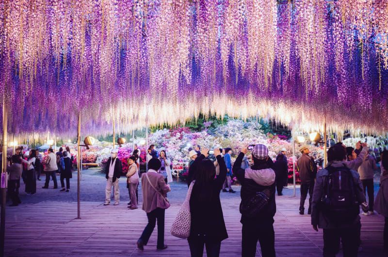 Ashikaga Flower Park