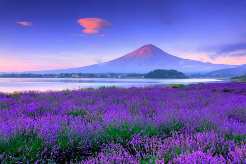 Oishi park with lavender theme