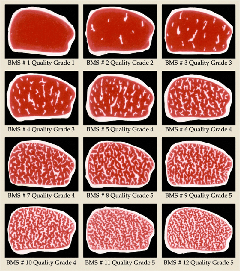 bms wagyu grading