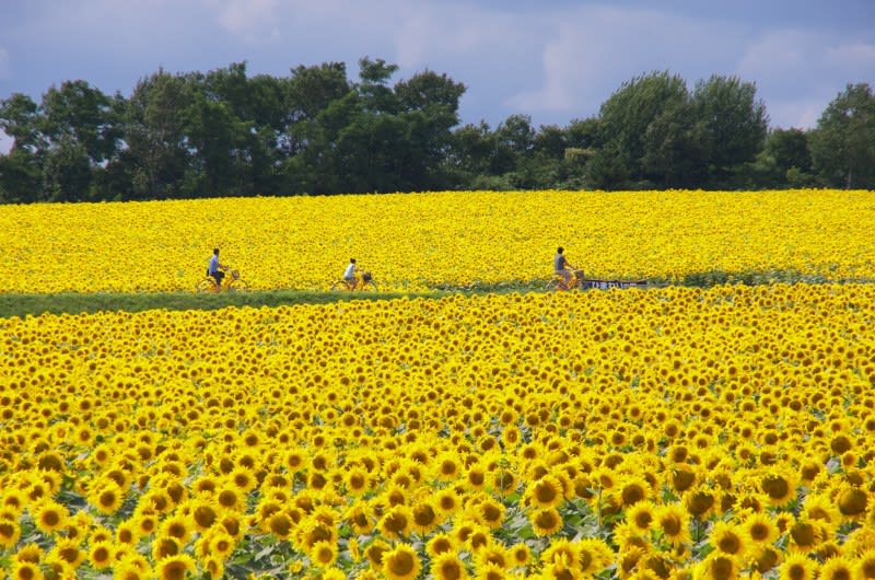 hokuryu_sunflower_field
