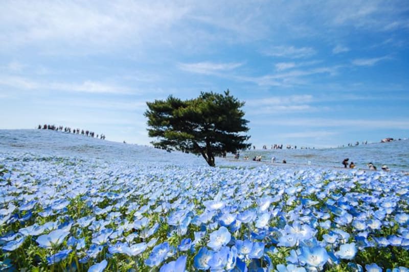 nemophilia hitachi seaside park