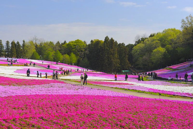 Exploring the Peach Blossom Orchards of Ibaraki's Koga Kubo Park, by  JAPANKURU