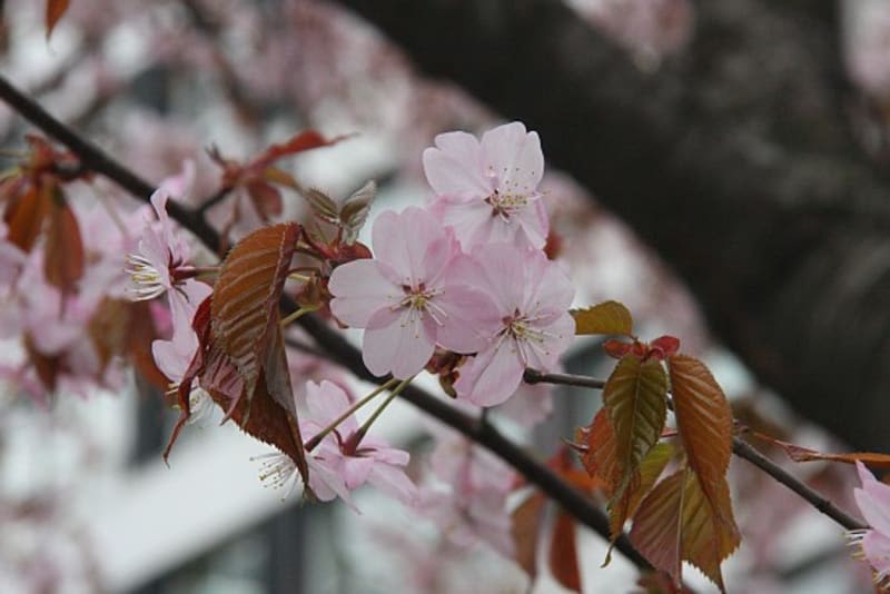 odori park