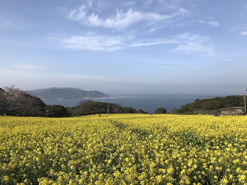 canola-field-at-nokonoshima-island-park