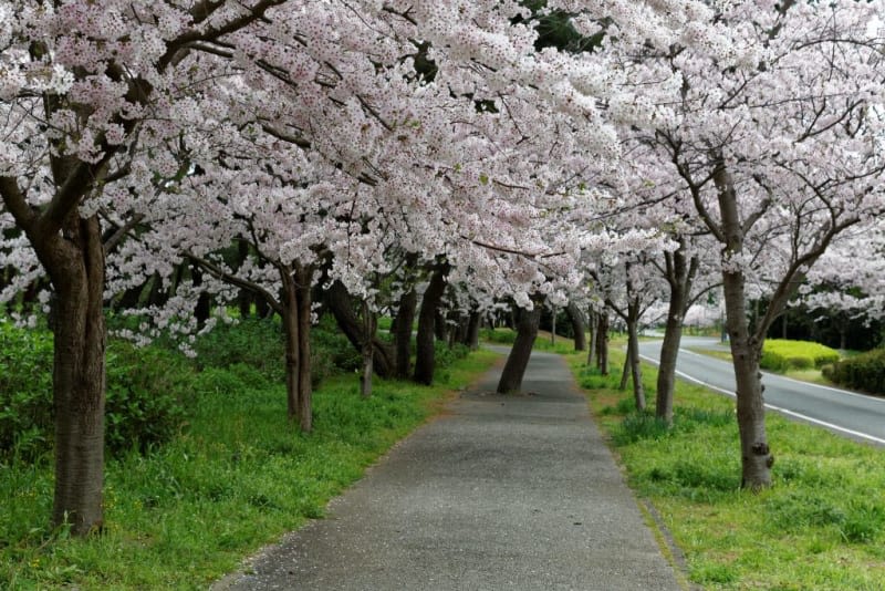 Uminonakamichi Seaside Park 4/3