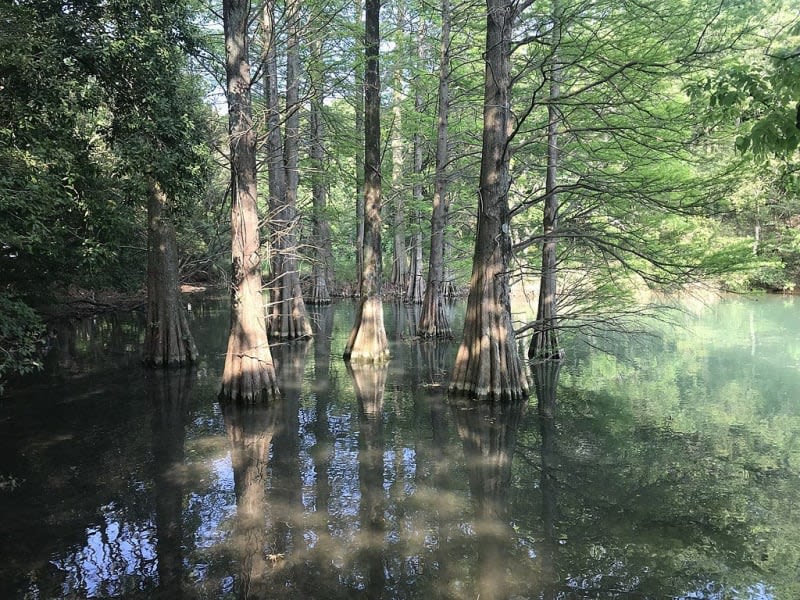 sasaguri-kyudai-forest