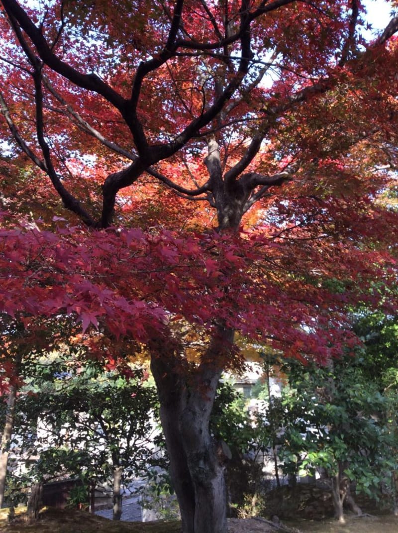 colored-leaves