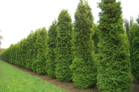 Elupuuhekk Brabant