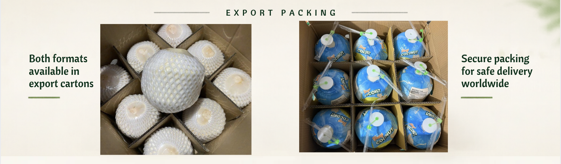 Diamond Coconut vs Pop-Tab Coconut: Which Format Fits Your Market?