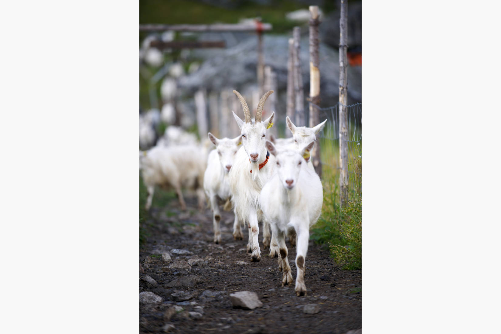 Geitene kommer ned fra fjellet
