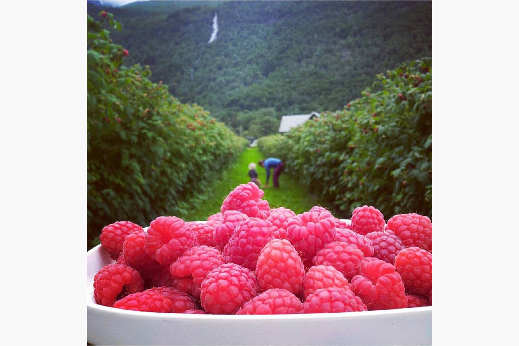 Bringebær til syltetøy,saft, gele - eller rett i munnen...