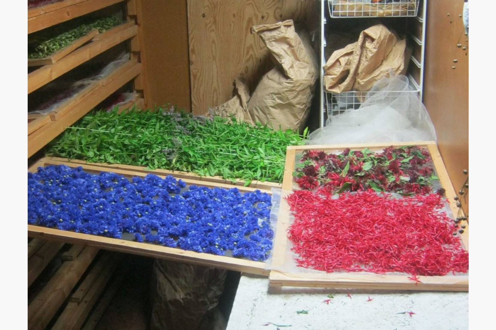 Blomster på urtetørka