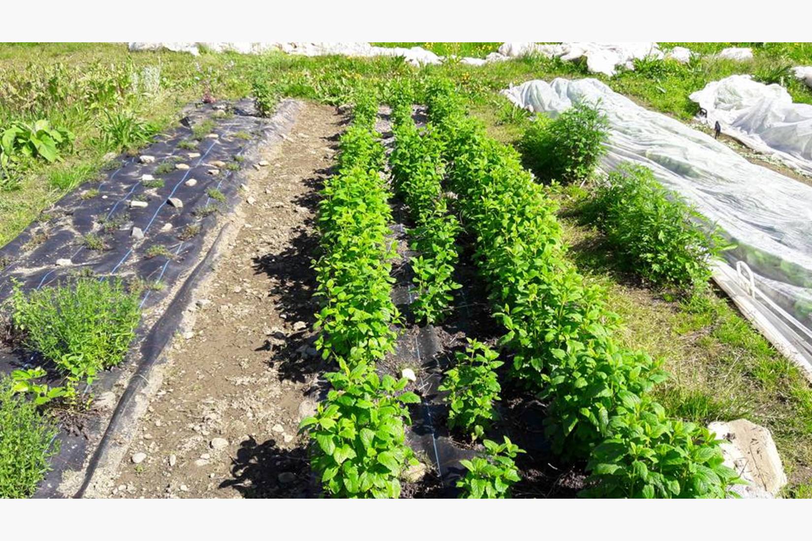 Vinteren var bra for sitronmelissen- de aller fleste plantene overlevde og har vokst seg store.