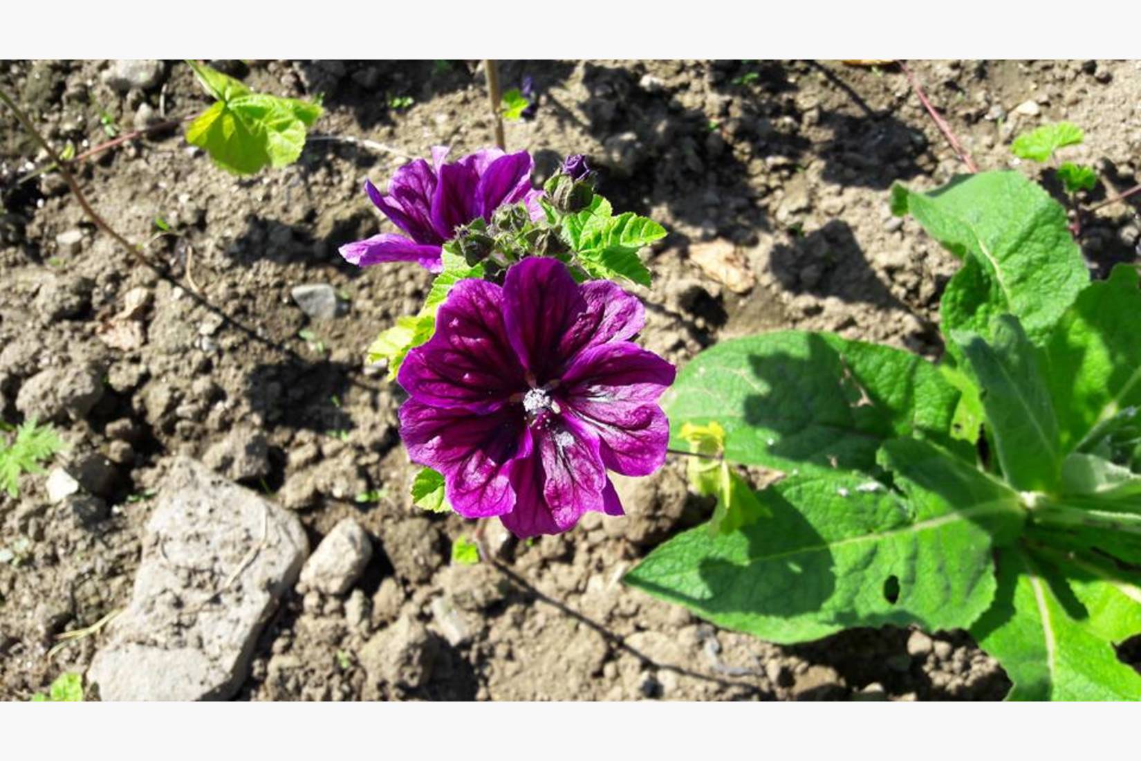 Apotekerkattost eller mauretansk malve er en meget flott og rikelig blomstrende urt, som også kan spises enten i salat eller som kakepynt. I tillegg er det en fin og mild medisinplante.