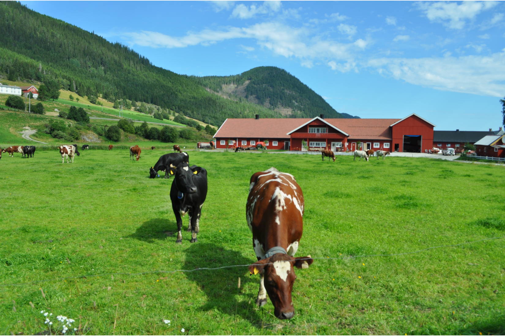 Kyrne med Ysteri i bakgrunnen
