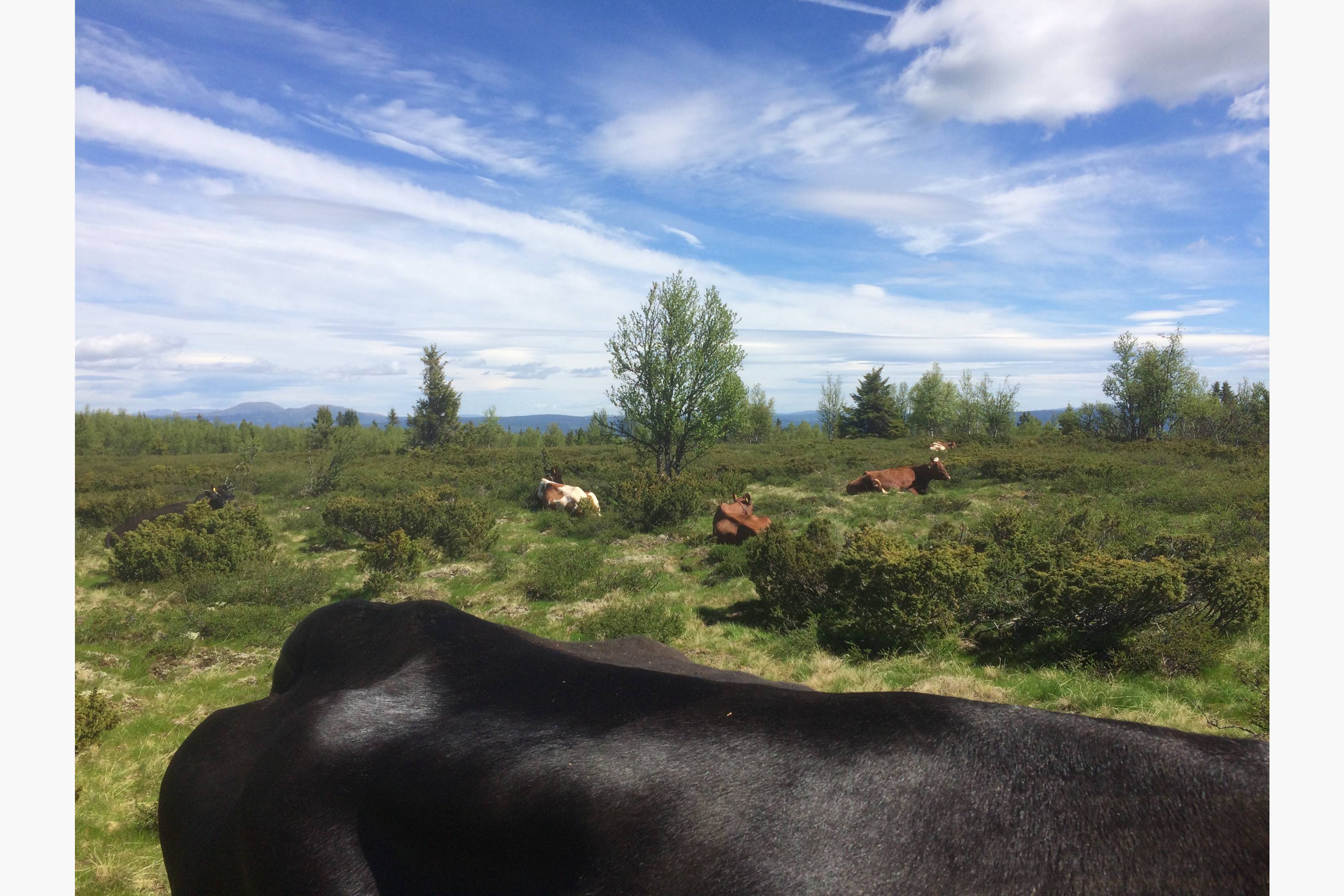 Kyrne beiter på planter som er svært næringsrike. Det er med på å gjøre stølsmjølk unik i smak og innhold.