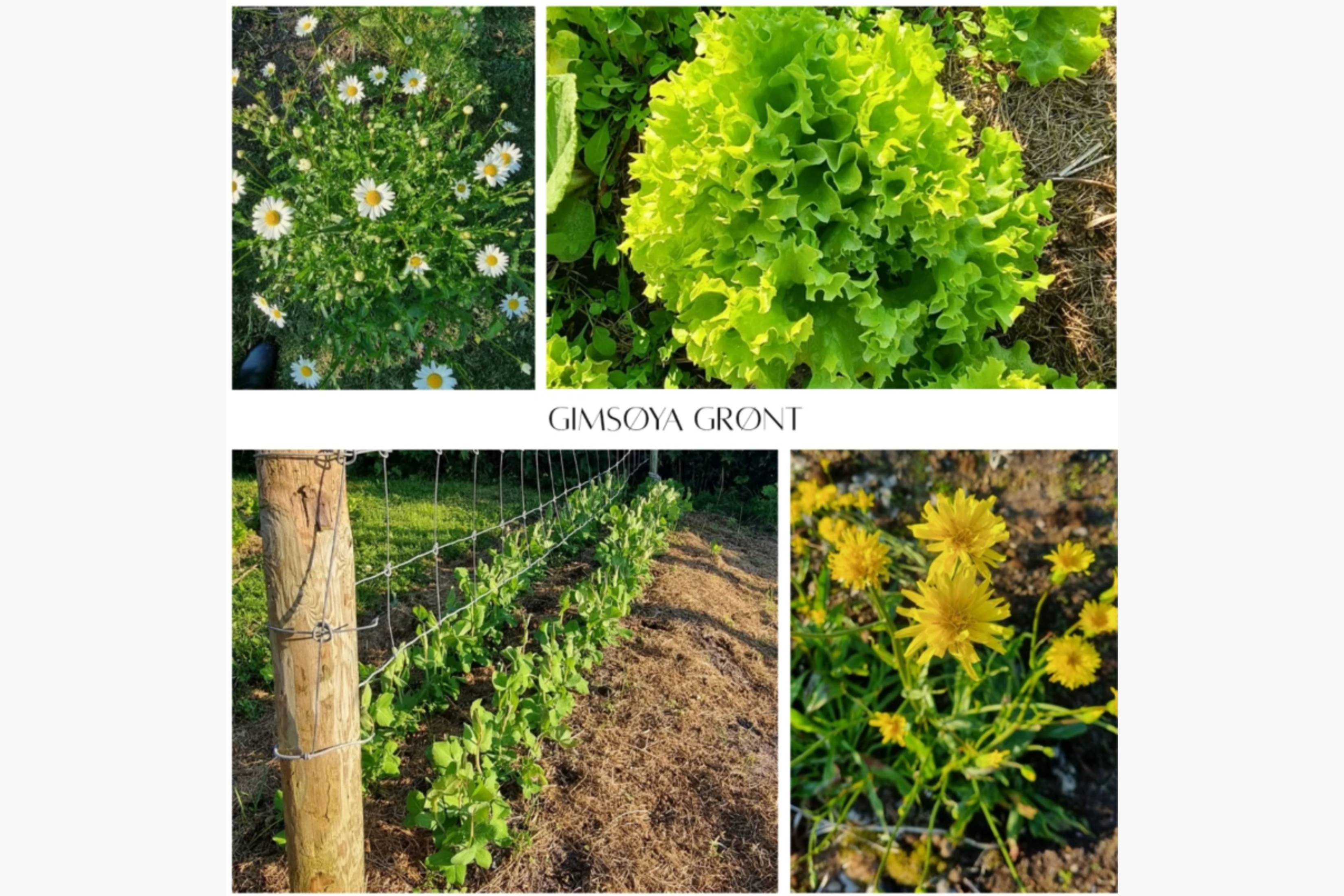 Småskala produsent av grønnsaker, urter og blomster midt i havgapet på vakreste Gimsøya 🌱