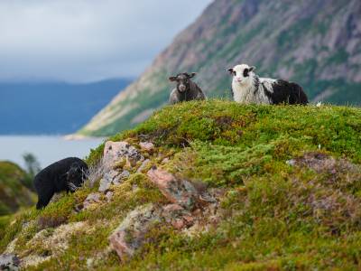 Bilde fra Lille Langøya Fiskerbonde
