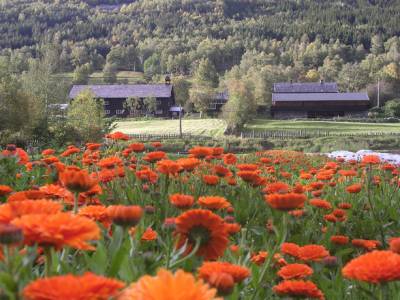 Bilde fra Aukrust Gard og Urteri