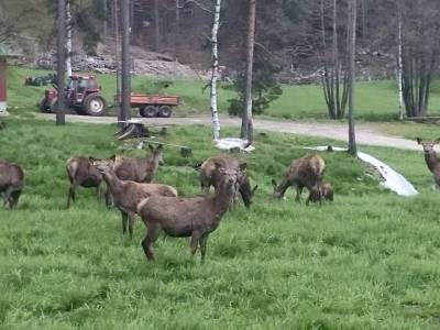 Bilde fra Skjeggedal Sørgard